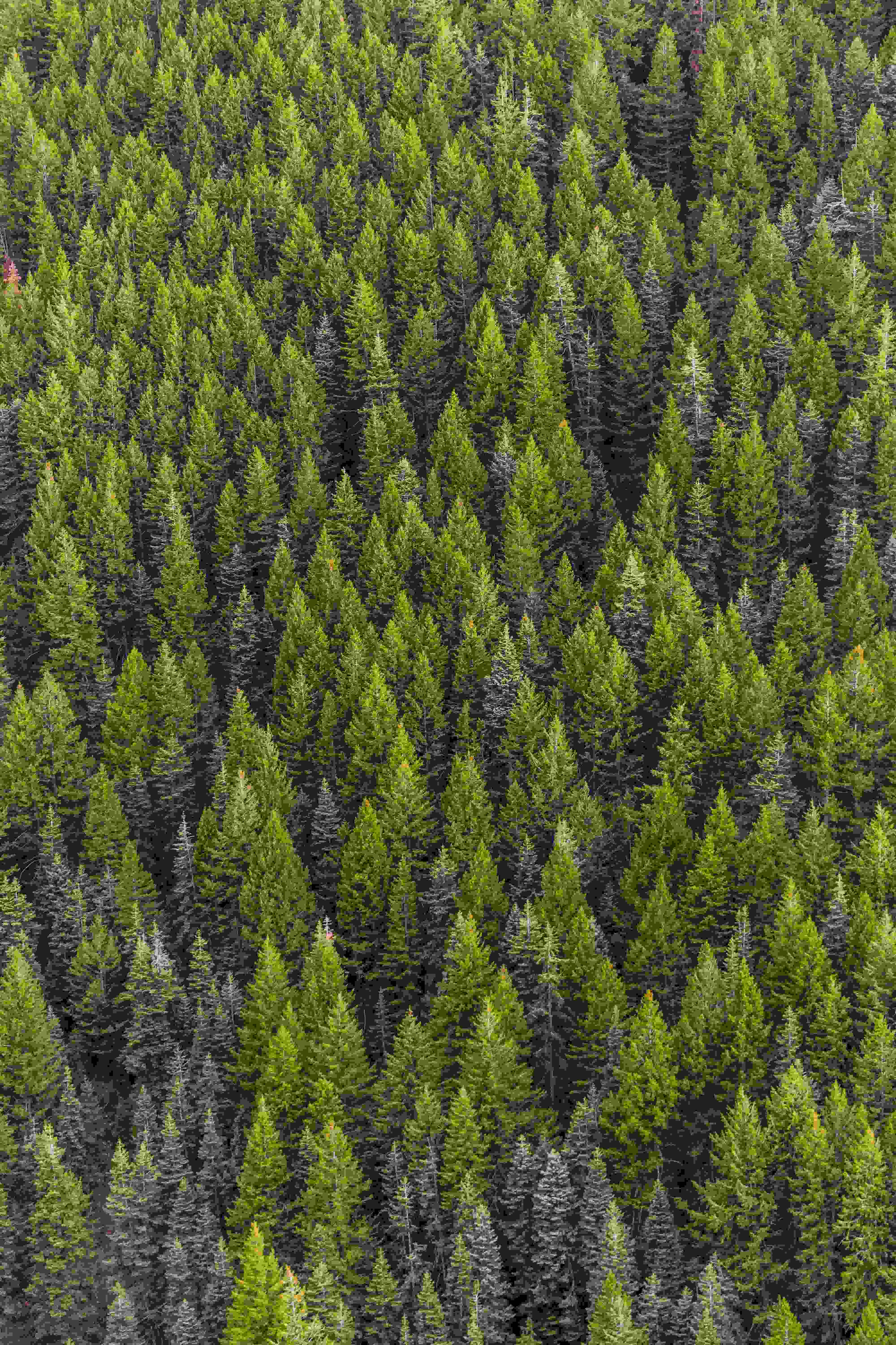 forests